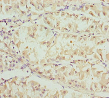 OPA3 Antibody