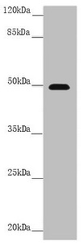 PSTPIP1 Antibody