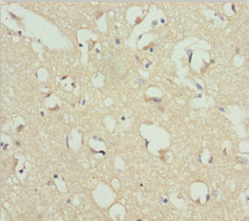 REEP1 Antibody