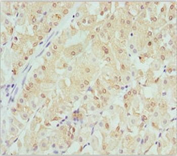 CRYGS Antibody