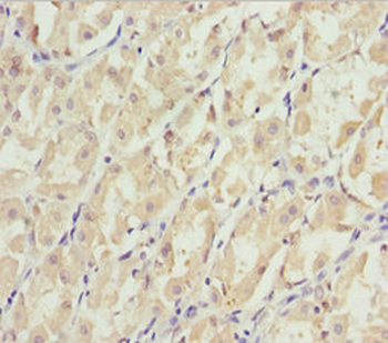 EFHC1 Antibody