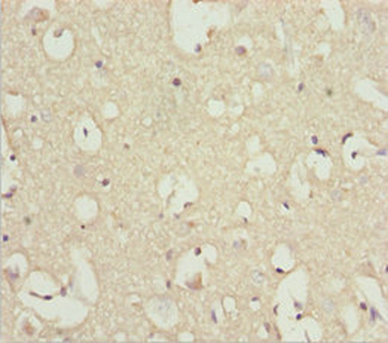 INPP4A Antibody