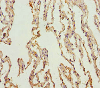 KCNS3 Antibody
