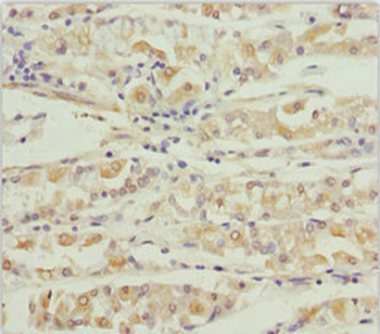 KCNS3 Antibody
