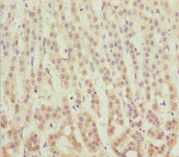 MSRB3 Antibody