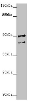NPTN Antibody