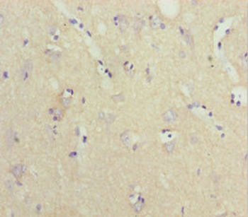NPTN Antibody
