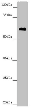 SOCS4 Antibody