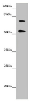 ABCB8 Antibody