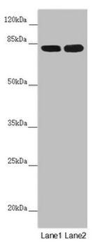 HOOK2 Antibody