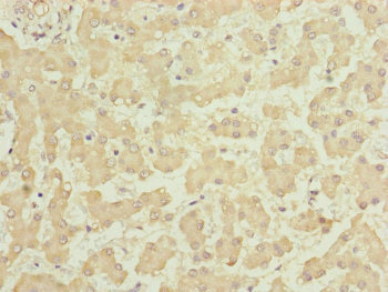 HOOK2 Antibody