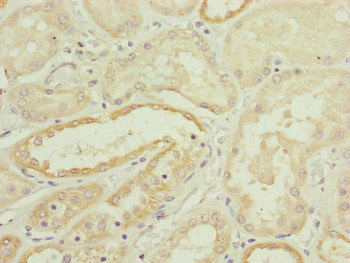 HOOK2 Antibody