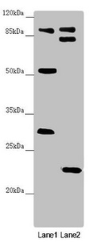 KANSL3 Antibody