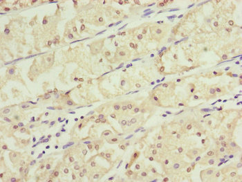 KANSL3 Antibody