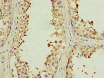 MYLIP Antibody