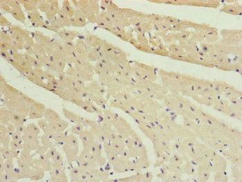 MYLIP Antibody