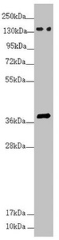 SFI1 Antibody