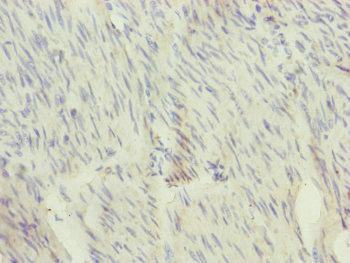 SFI1 Antibody
