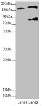 SFI1 Antibody