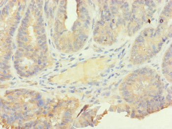SFI1 Antibody