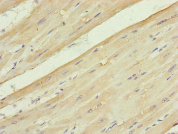 UQCC2 Antibody