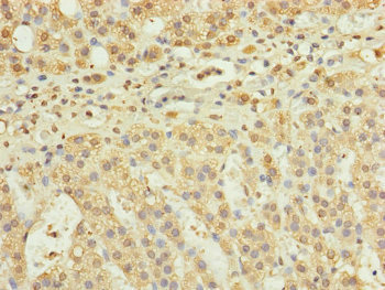 RPP25L Antibody