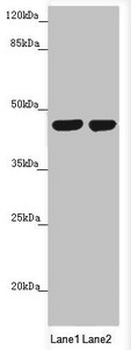 MTERF2 Antibody
