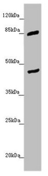 MTERF2 Antibody