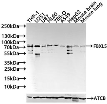 FBXL5 Antibody