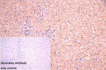FBXL5 Antibody