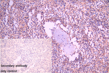 FBXL5 Antibody
