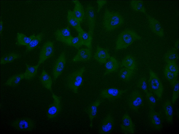 FBXL5 Antibody