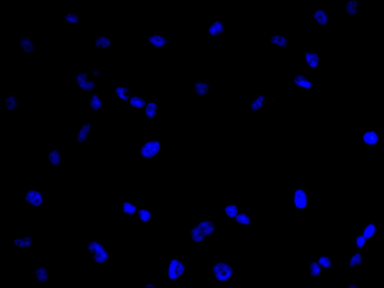 FBXL5 Antibody