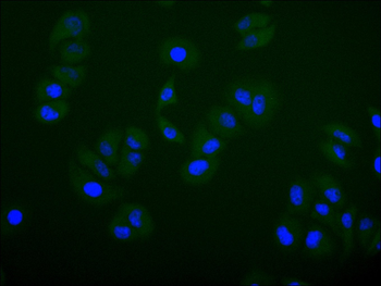 FBXL5 Antibody