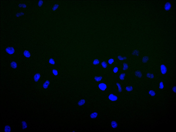 FBXL5 Antibody