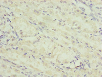 TRIM23 Antibody