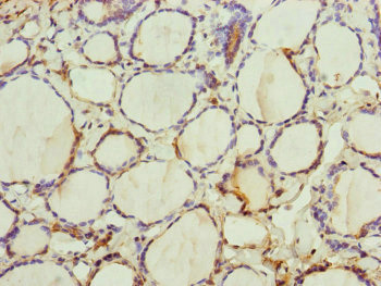 TRIM23 Antibody