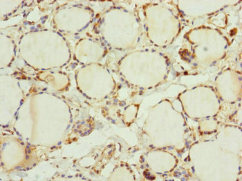 TRIM23 Antibody