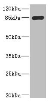 MARK1 Antibody