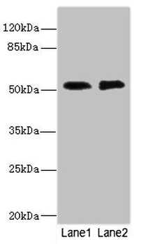 CIR1 Antibody