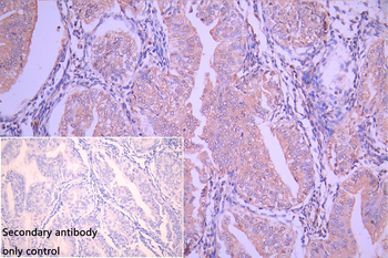 GADD45G Antibody