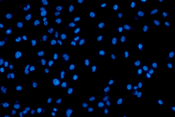 GADD45G Antibody