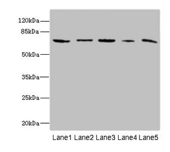 RANBP3 Antibody