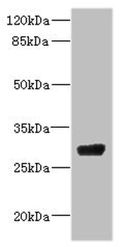 CPSF4 Antibody