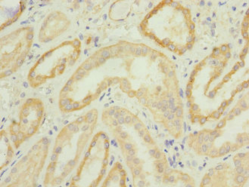 CPSF4 Antibody