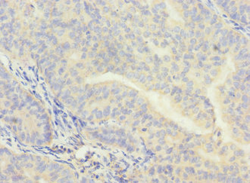 CPSF4 Antibody