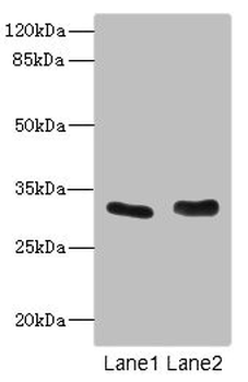 FHL3 Antibody