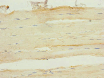 FHL3 Antibody