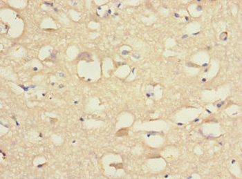 CNTN4 Antibody