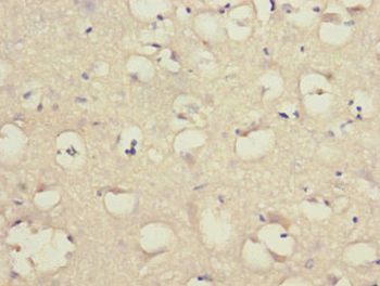 LINGO1 Antibody